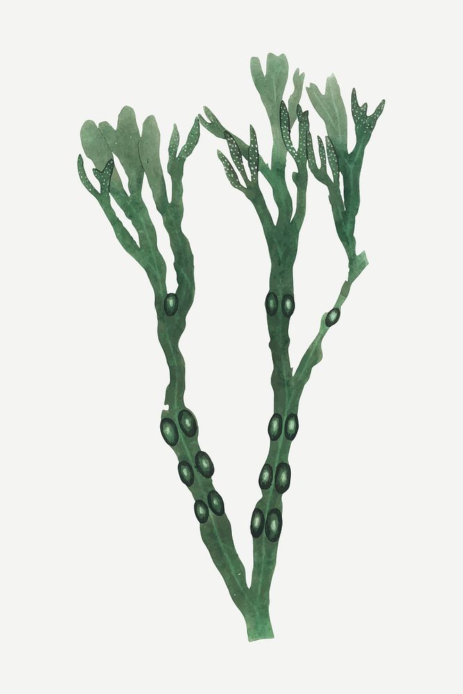 Vector botanical bladder wrack plant illustrations