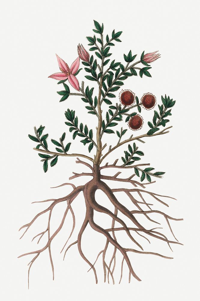Botanical rhatany vintage plant illustration