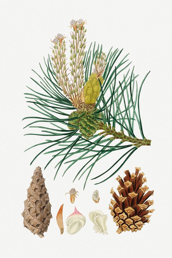 Botanical pine vintage plant illustration