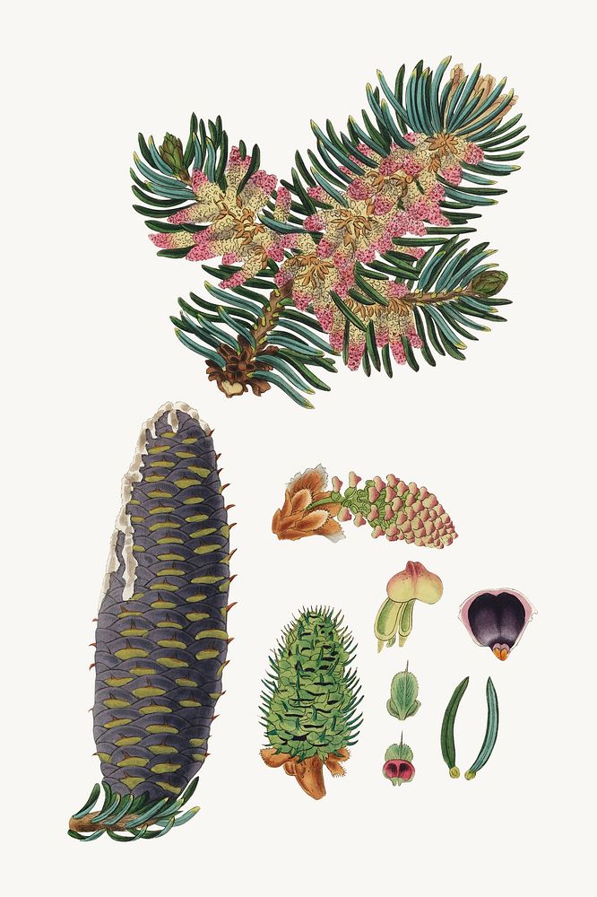 Botanical balsam plant vintage illustration