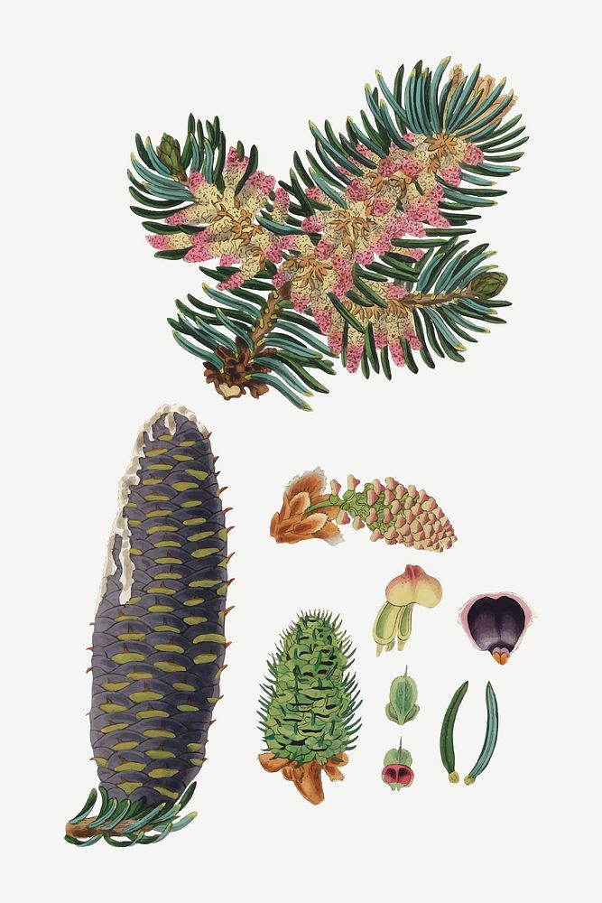 Vector botanical balsam leafs illustrations