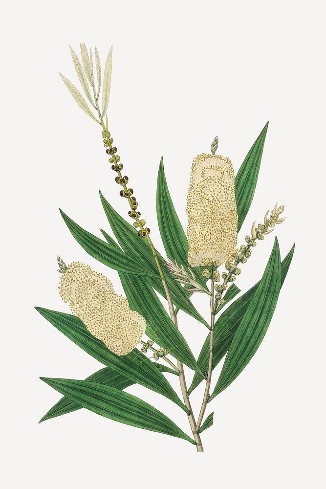 Botanical white samet plant illustration