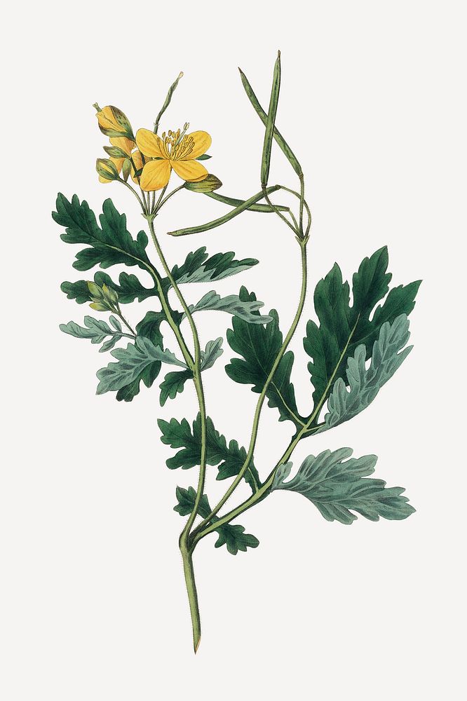 Botanical greater celandine plant illustration