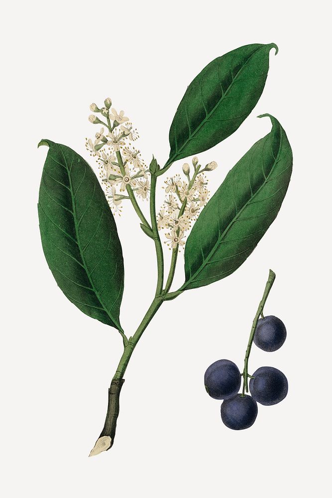 Botanical cherry laurel plant illustration