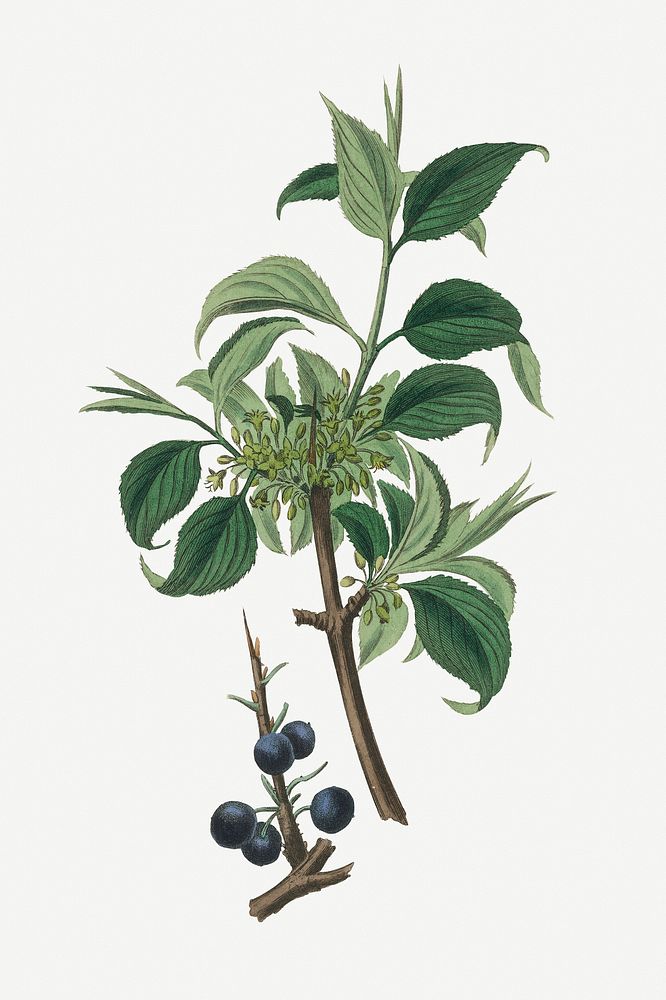 Botanical psd buckthorn plant vintage sketch