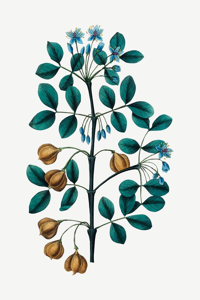 Vector botanical guaiacwood tree illustrations