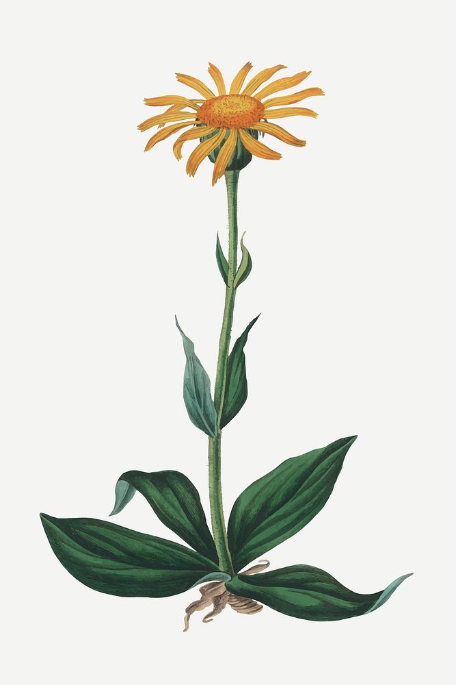 Vector botanical mountain arnica flower illustrations