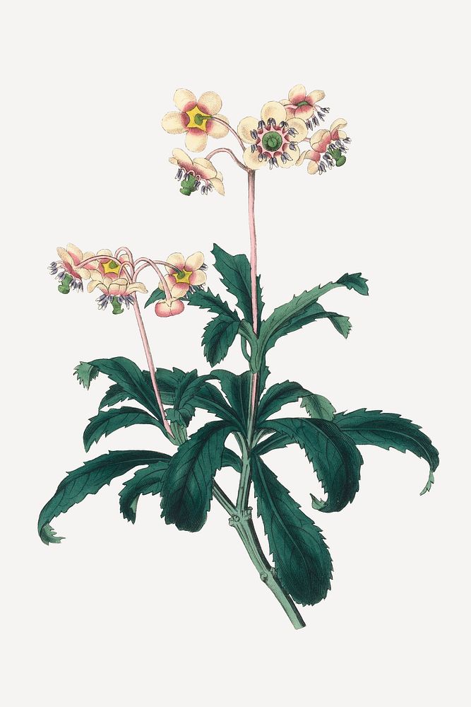 Botanical psd pipsissewa plant vintage sketch