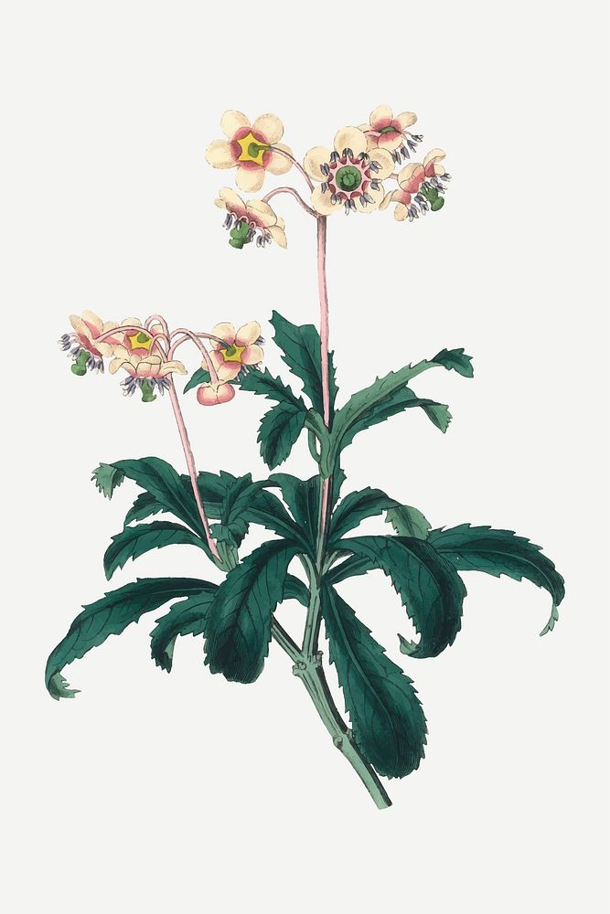 Prince's pine flower medicinal vector vintage sketch