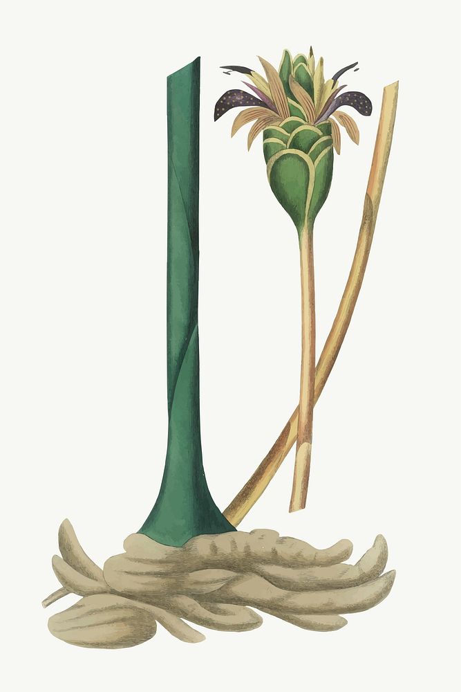 Vector botanical ginger root illustrations