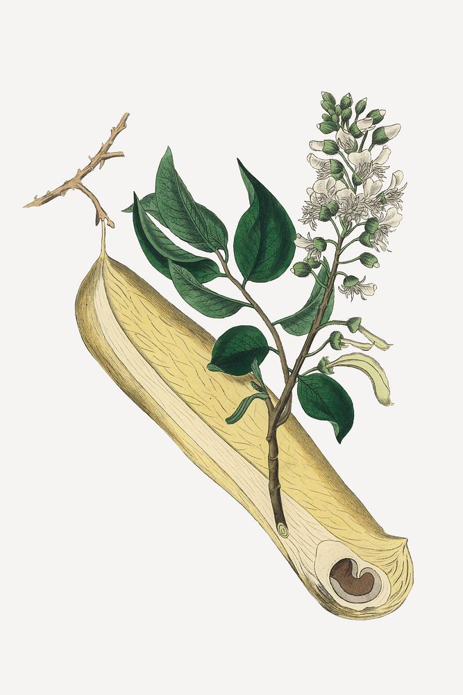 Vintage botanical myroxylon plant illustration