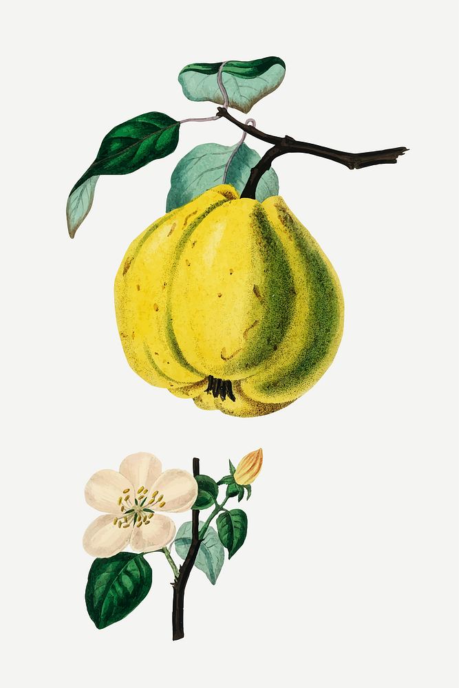 Vector botanical quince plant illustrations