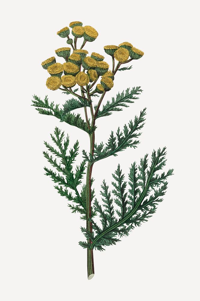 Botanical tansy vintage plant illustration