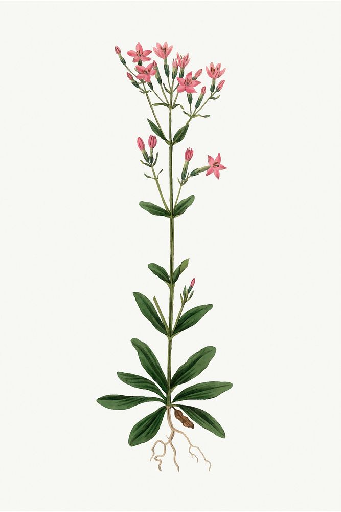 Vector botanical european centaury flower illustrations