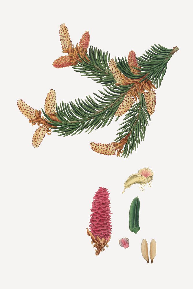 Botanical psd Norway spruce plant vintage sketch