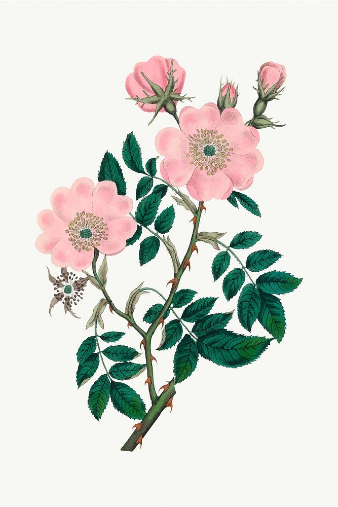 Vector botanical dog rose flower illustrations