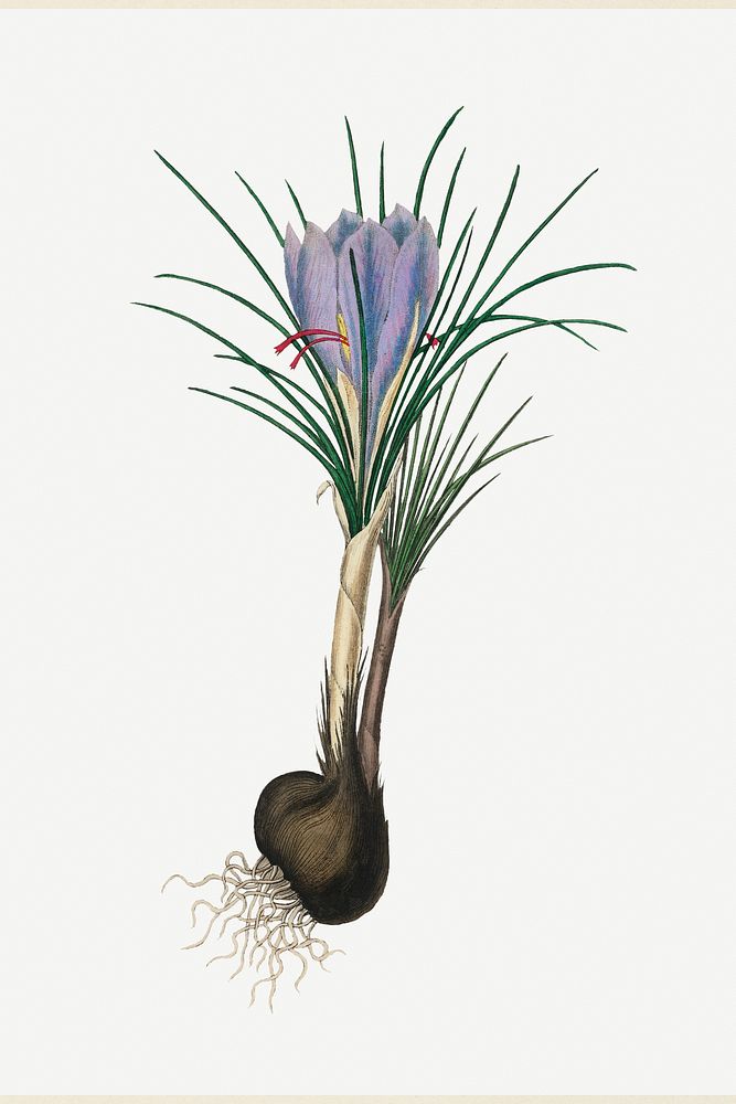 Botanical psd saffron crocus plant vintage sketch