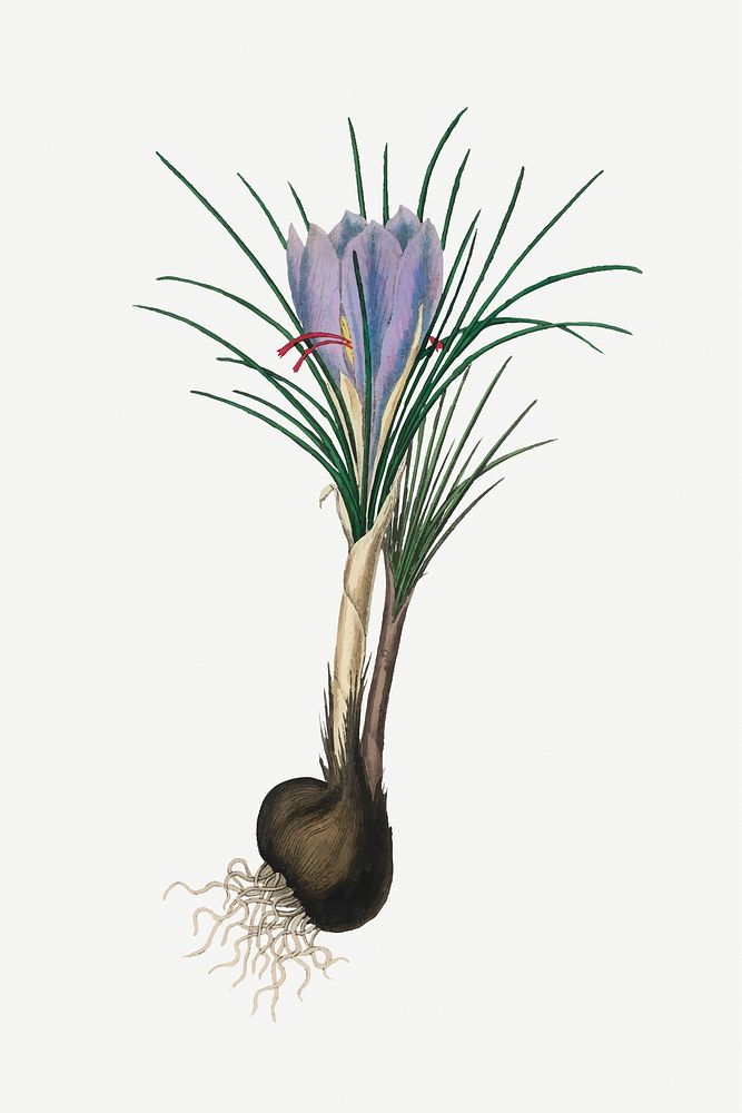 Vector botanical saffron crocus flower illustrations