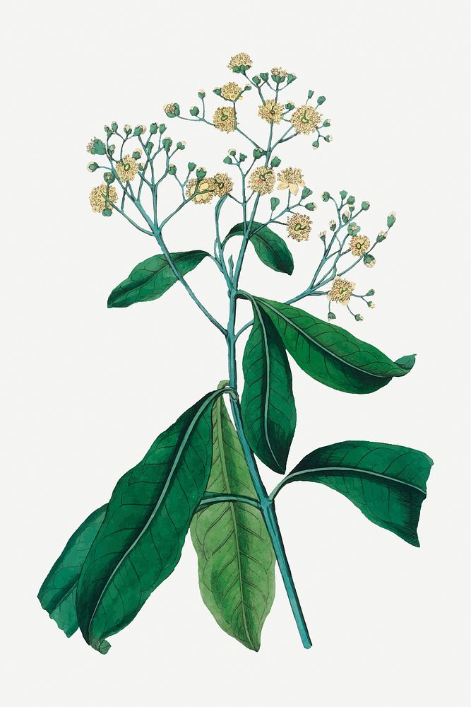 Vector botanical all spice plant illustrations