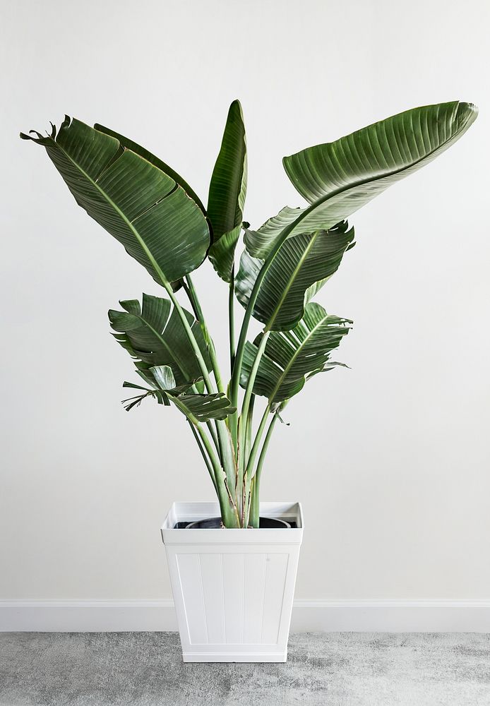 Green plant decoration design
