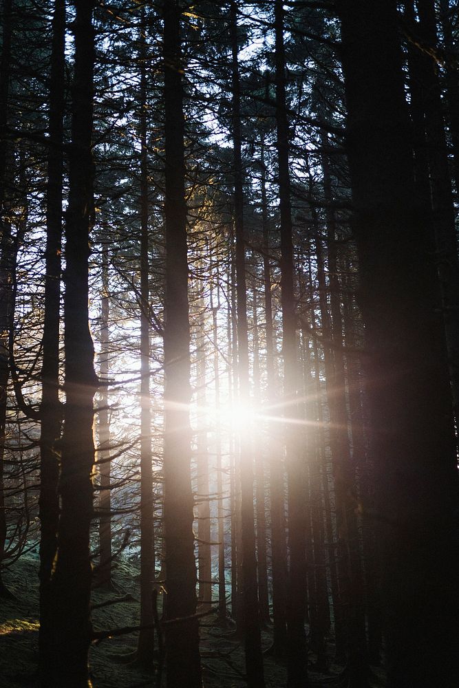 Sunlight beaming through the woods of Whinlatter Forest at the Lake District in England