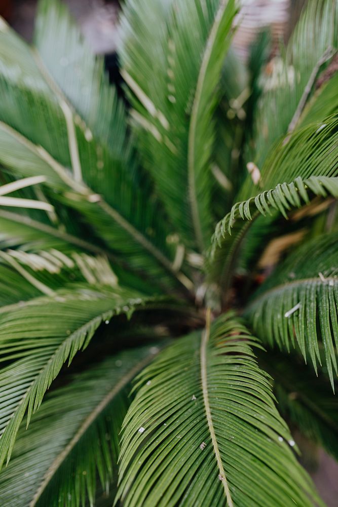 Fresh palm leaves in the garden