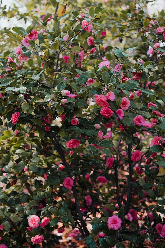 Japanese Camellia in the garden