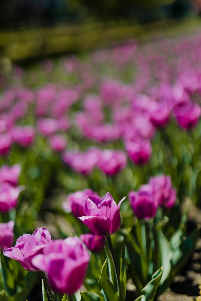 Beautiful blooming pink tulip field