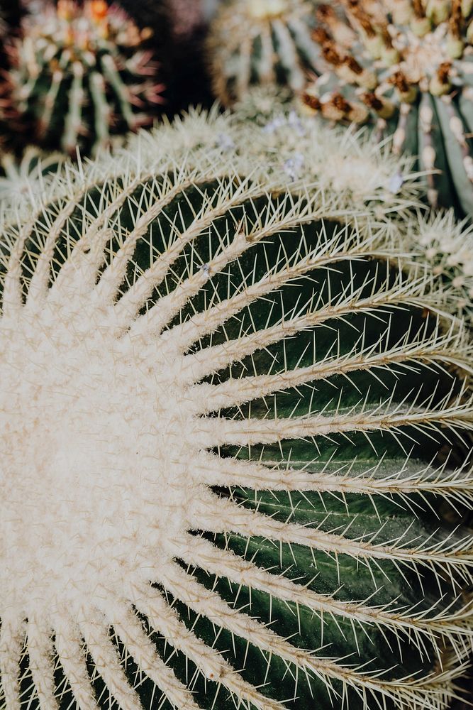 Close up of a cactus in a desert