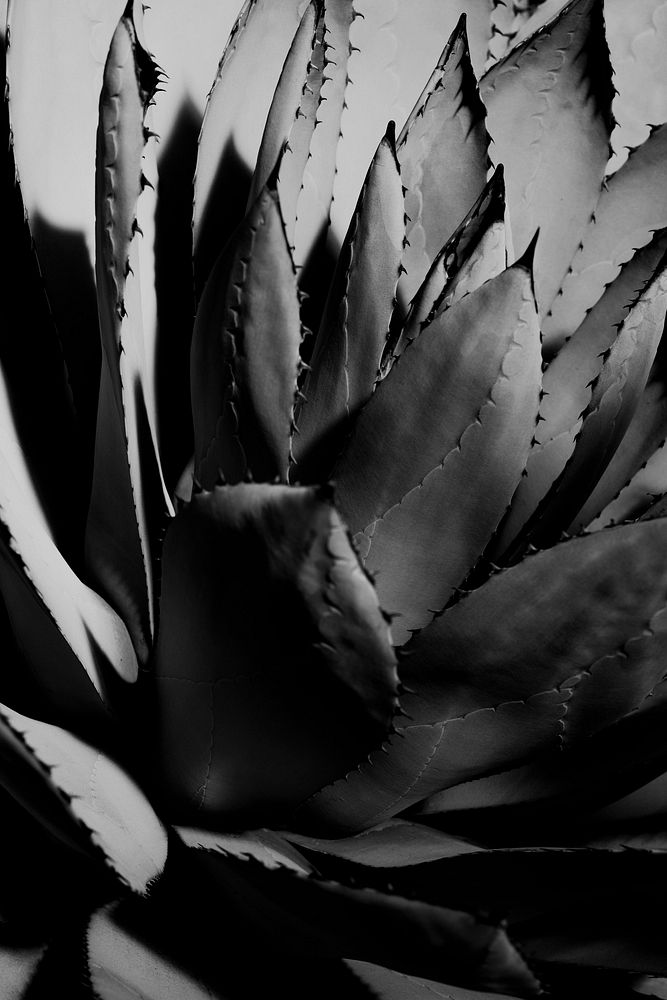 Close up of a succulent in a desert