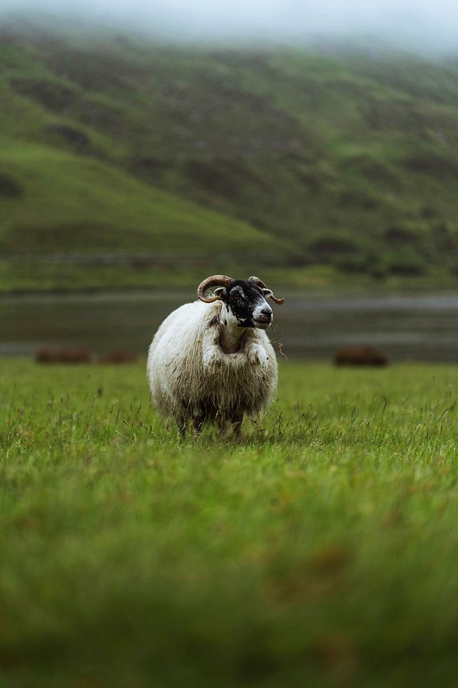 Scottish Blackface sheep at Talisker Bay on the Isle of Skye in Scotland