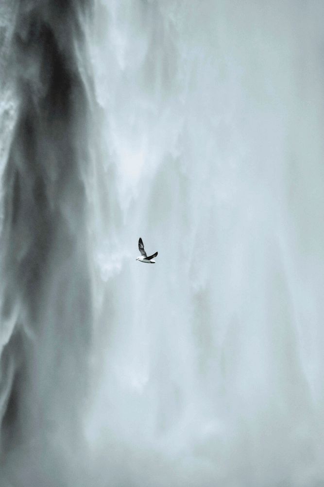 Seabird flying in front of a Sk&oacute;gafoss waterfall, Iceland
