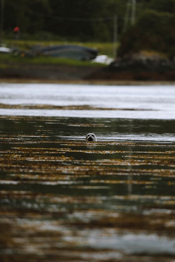 Cute seal playing in the seaweed