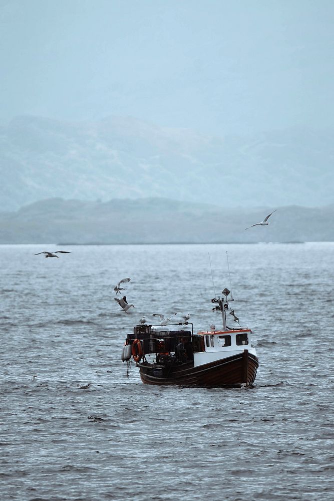 Birds flying over the boat to Treshnish Isles