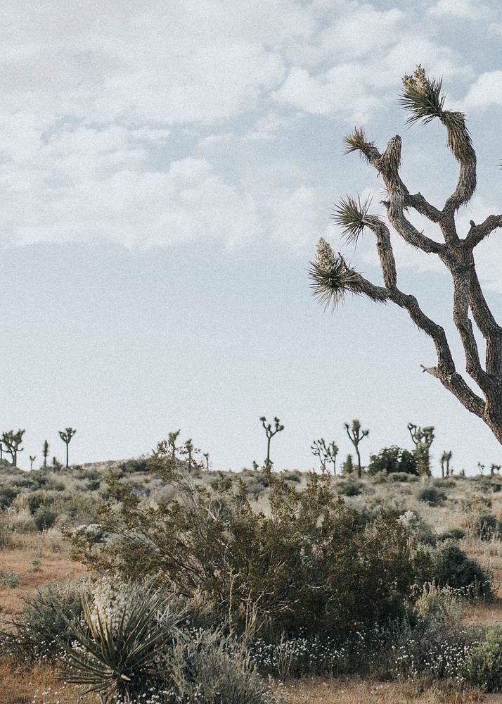 Rugged terrain in the Californian desert