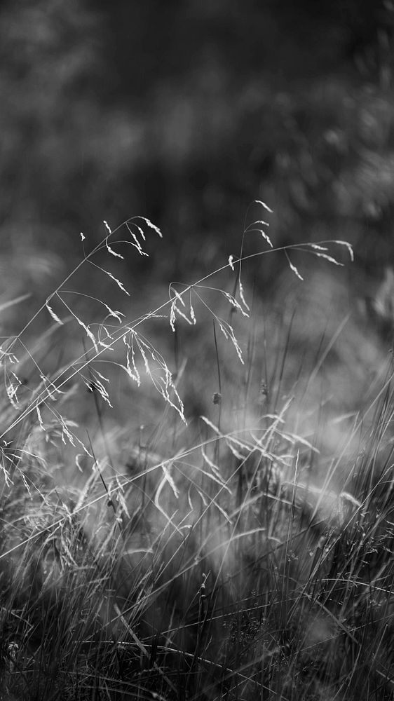 Grayscale grass mobile phone wallpaper