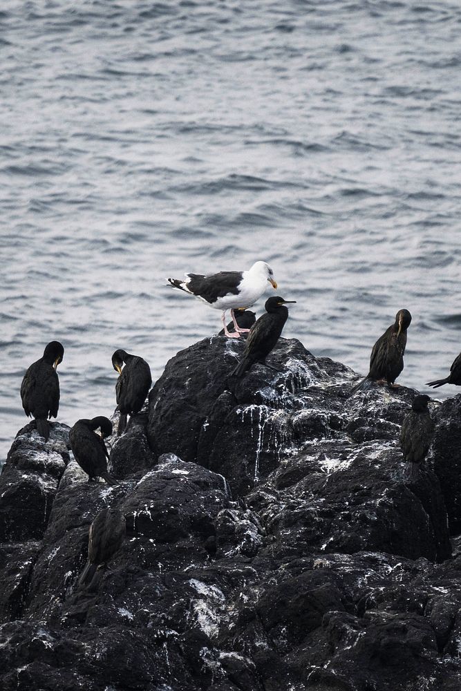 Flock of cormorant on the rocks