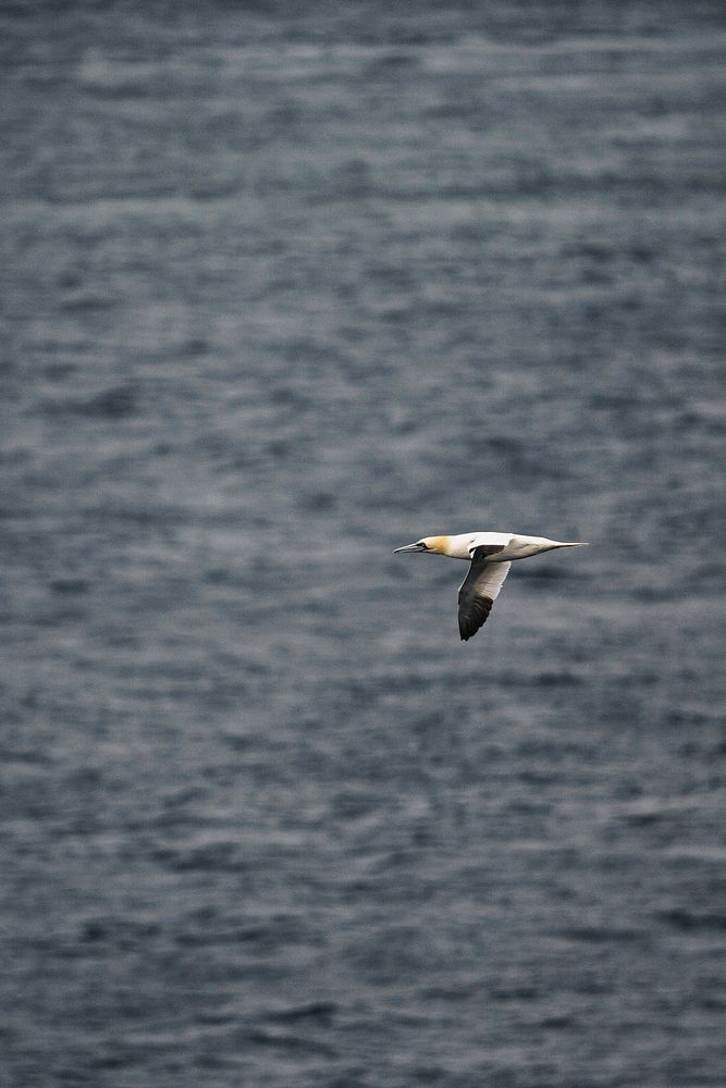 Gannet flying over a blue sea