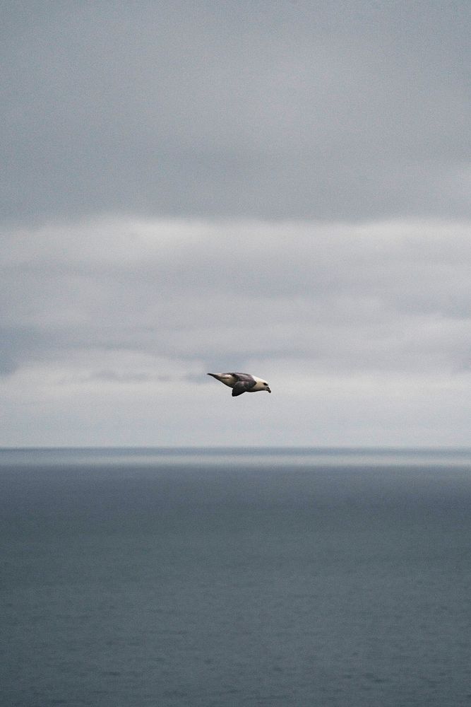 Puffin flying over Dyrh&oacute;laey, south coast of Iceland