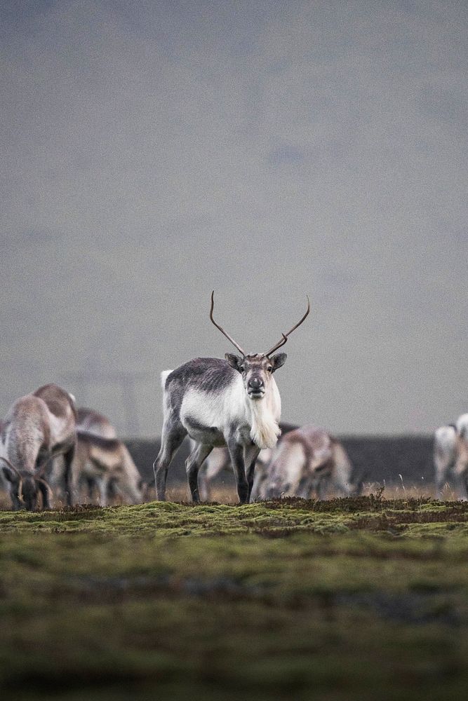 Icelandic reindeers at the South Coast of Iceland