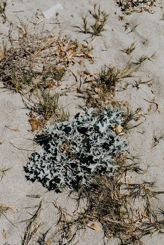 Closeup of sea plant at the beach