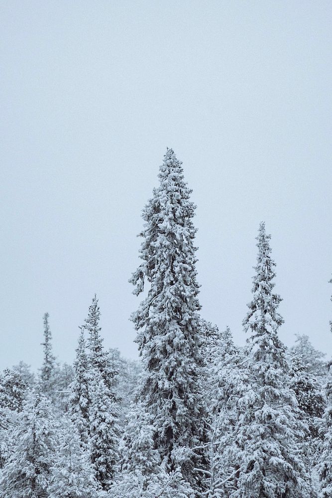 Scenic pine forest covered with snow at Oulanka National Park, Finland