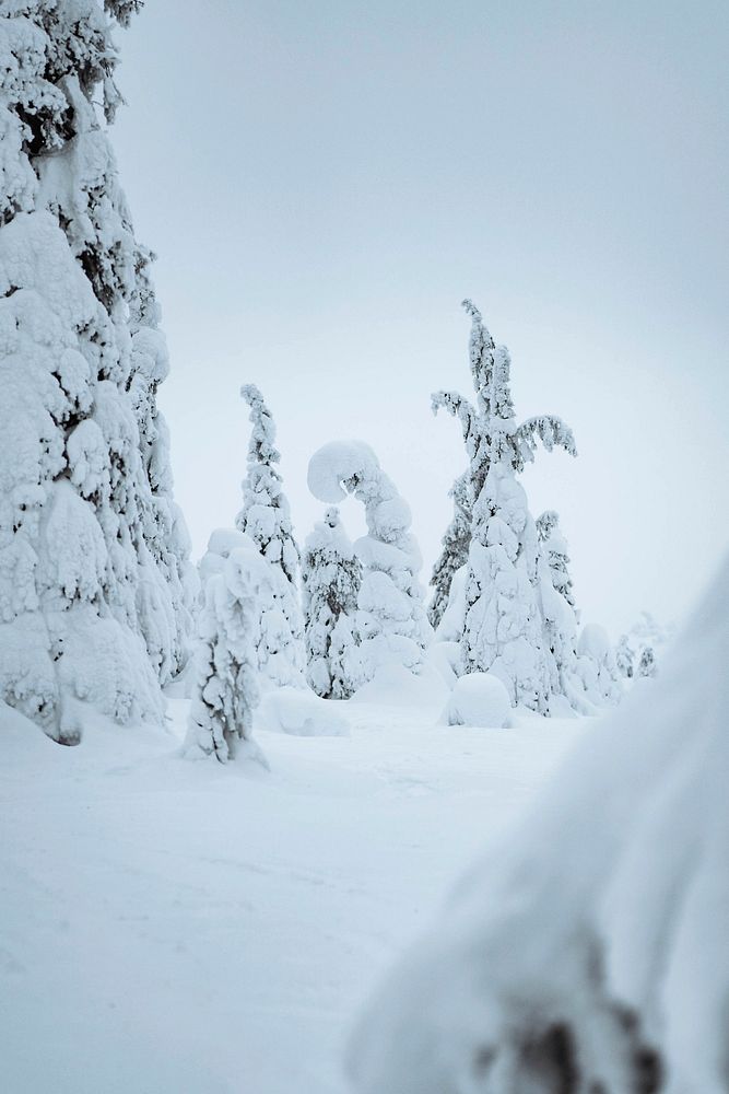 Spruce trees covered by snow in Riisitunturi National Park, Finland