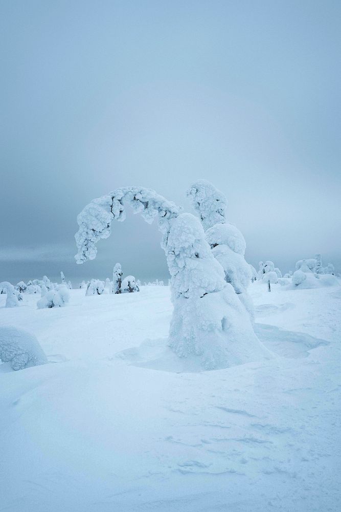 Spruce trees covered by snow at Riisitunturi National Park, Finland