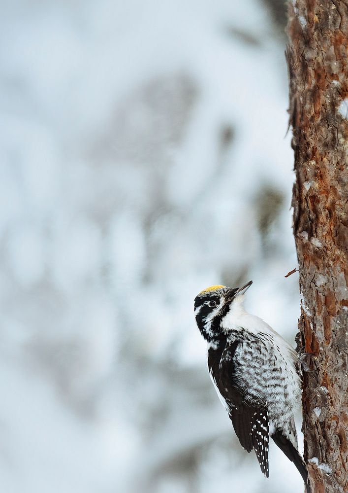 Three-toed Woodpecker bird on a tree in Oulanka National Park, Finland