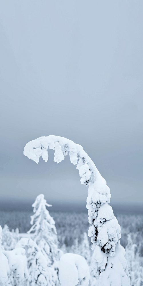 Closeup of spruce branch covered by snow at Riisitunturi National Park, Finland
