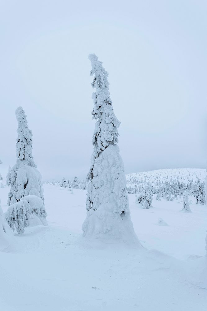 Spruce trees covered by snow in Riisitunturi National Park, Finland