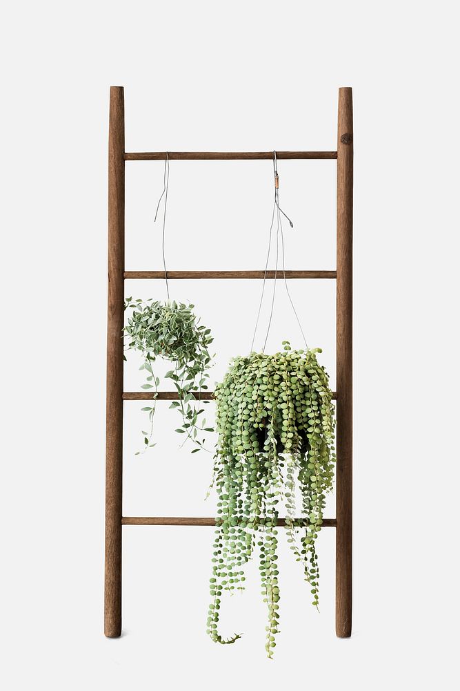Dischidia oiantha white diamond plants hanging on a wooden ladder mockup
