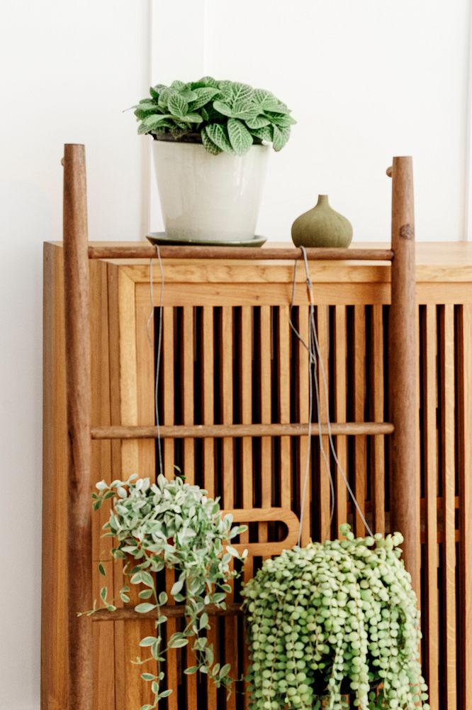 Plants hanging on a wooden ladder by a vintage cabinet
