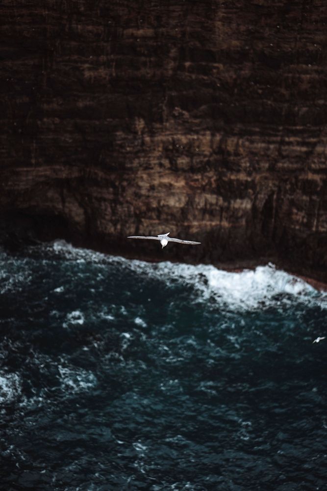 Seagull flying over the cliffs at Faroe Island